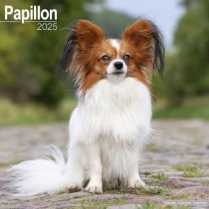 Avonsideѥԥ Papillon