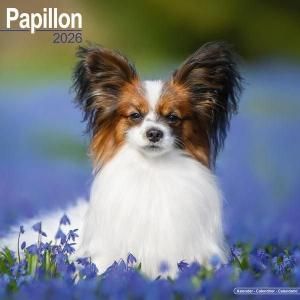 Avonsideѥԥ Papillon
