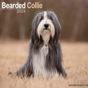 Avonside　ビアデッドコリー カレンダー Bearded Collie