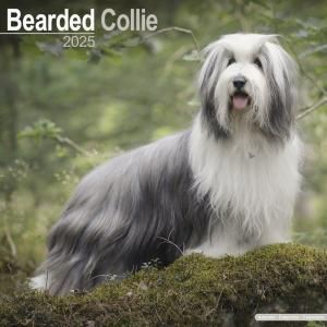Avonsideӥǥåɥ꡼  Bearded Collie