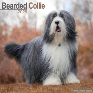Avonsideӥǥåɥ꡼  Bearded Collie