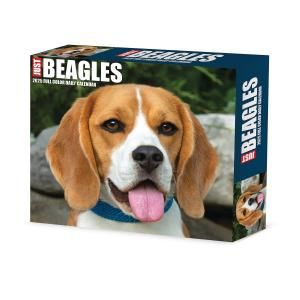 ӡ᤯ꥫJUST Beagles--- Willow Creek