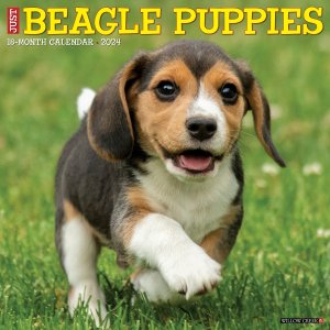 WillowCreek　ビーグル【パピー】カレンダー JUST Beagle Puppies