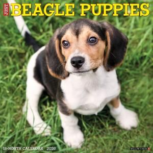 WillowCreekӡڥѥԡۥ JUST Beagle Puppies