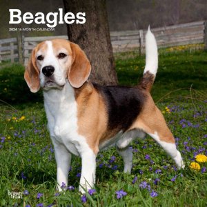 BrownTrout　ビーグル カレンダー Beagles