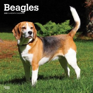 BrownTroutӡ  Beagles