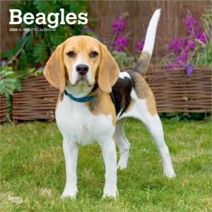 BrownTroutӡ  Beagles