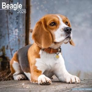 ビーグル - スマイルドッグ☆アメリカ直輸入犬用品専門店