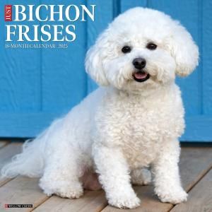 WillowCreekӥե꡼JUST Bichon Frises