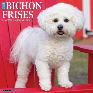 WillowCreekӥե꡼JUST Bichon Frises