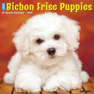 WillowCreekӥե꡼ڥѥԡۥJUST Bichon Frise Puppies