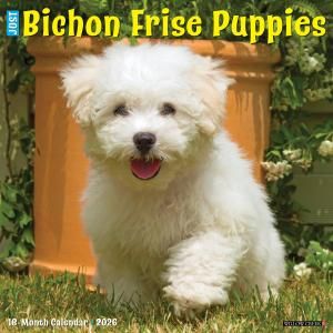 WillowCreekӥե꡼ڥѥԡۥJUST Bichon Frise Puppies