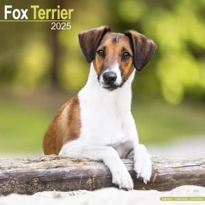 Avonsideեåƥꥢ Fox terrier