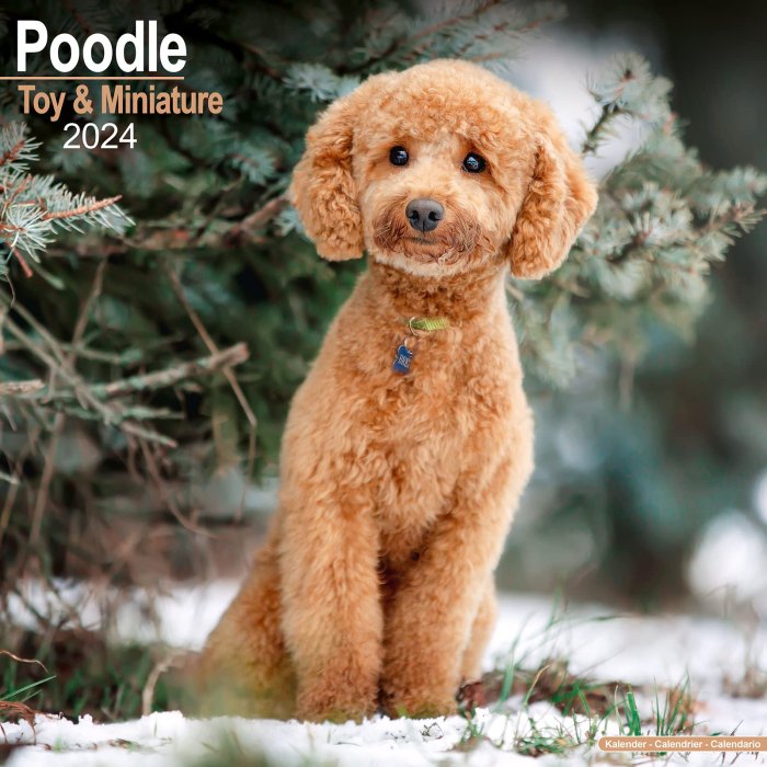 Toy　Miniature　Poodle　カレンダー　トイ＆ミニチュアプードル　Avonside　スマイルドッグ☆アメリカ直輸入犬用品専門店