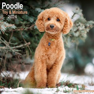 Avonsideȥߥ˥奢סɥ Poodle Toy & Miniature