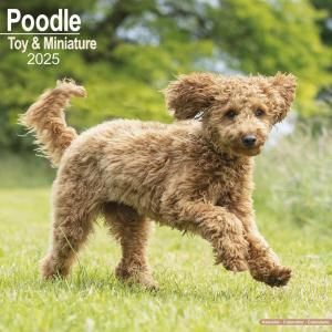 Avonsideȥߥ˥奢סɥ Poodle Toy & Miniature