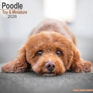 Avonsideȥߥ˥奢סɥ Poodle Toy & Miniature