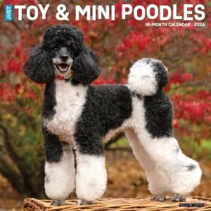 WillowCreekȥߥ˥奢סɥ  JUST Toy & Miniature Poodle