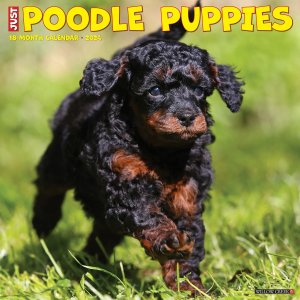 WillowCreek　プードル【パピー】 カレンダー JUST Poodle Puppies