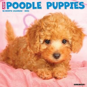 WillowCreekסɥڥѥԡ  JUST Poodle Puppies