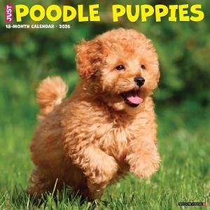 WillowCreekסɥڥѥԡ  JUST Poodle Puppies
