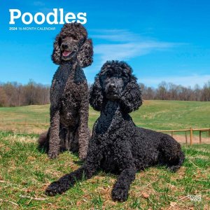 BrownTrout　プードル カレンダー Poodle