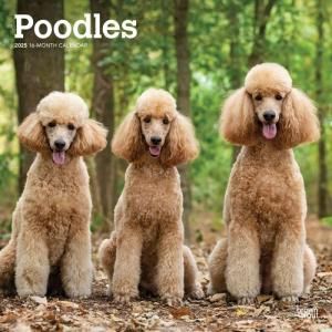 BrownTroutסɥ  Poodle