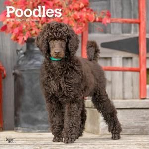 BrownTroutסɥ  Poodle