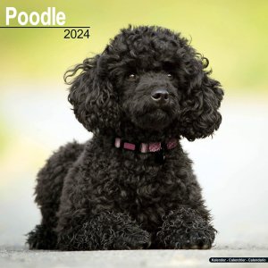 Avonside　プードル カレンダー　poodle