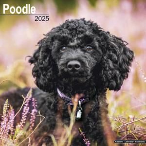 Avonsideסɥ poodle