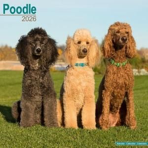 Avonsideסɥ poodle