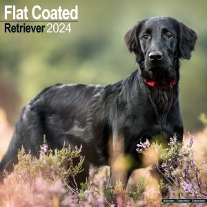 AvonsideեåȥƥåɥȥС Flat Coated Retriever