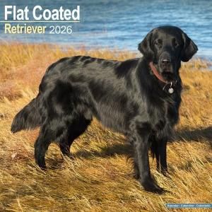 Avonside フラットコーテッドレトリバー カレンダー Flat Coated Retriever