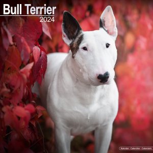 Avonside ブルテリア カレンダー　Bull terrier