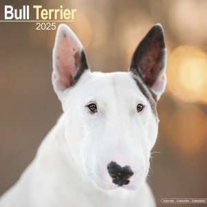 Avonside ֥ƥꥢ Bull terrier