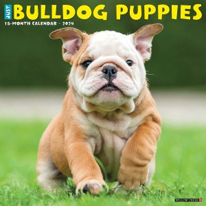 WillowCreek ֥ɥåڥѥԡ JUST BULLDOG PUPPIES