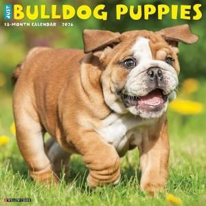 WillowCreek ֥ɥåڥѥԡ JUST BULLDOG PUPPIES