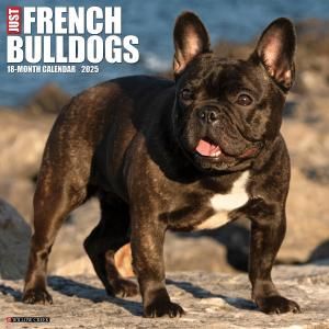 WillowCreekե֥ɥå   JUST FRENCH BULLDOGS
