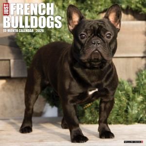 WillowCreekե֥ɥå   JUST FRENCH BULLDOGS