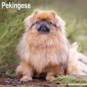 Avonsideڥˡ Pekingese