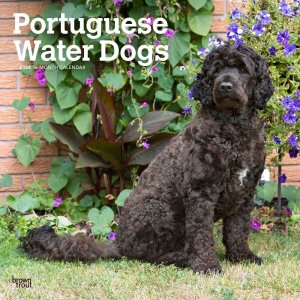 ݡ奮ɥåportuguese water dog Browntrout