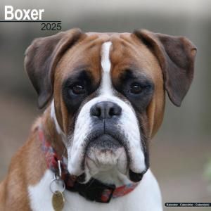 Avonside ܥ Boxer