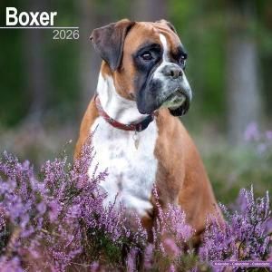 Avonside ܥ Boxer