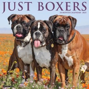 WillowCreek ܥ JUST BOXERS