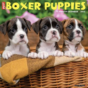 WillowCreek ܥڥѥԡۡJUST BOXER PUPPIES