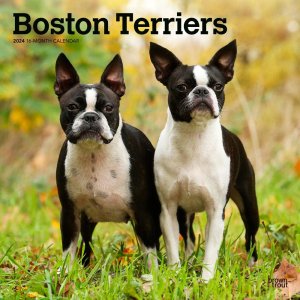 BrownTrout　ボストンテリア カレンダー boston terrier