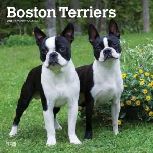 BrownTroutܥȥƥꥢ  boston terrier