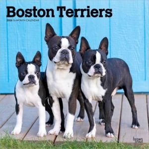 BrownTroutܥȥƥꥢ  boston terrier