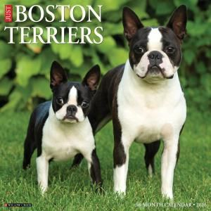 WillowCreekܥȥƥꥢ  JUST Boston terriers