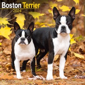 Avonsideܥȥƥꥢ  Boston terrier